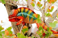 %22Trix%22 Ambilobe Panther Chameleon.jpg