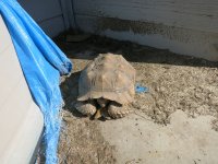 Reptiles 337.jpg