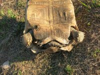 Reptiles 345.jpg