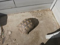 Reptiles 342.jpg