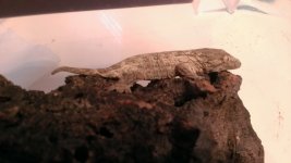 hatchling1.jpg