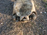 Reptiles 347.jpg