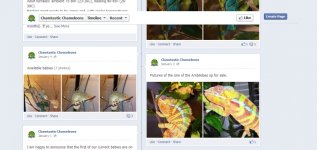 Chamtastic Chameleons.jpg