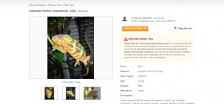 Ambilobe Panther chameleons   Kenosha   eBay Classifieds  Kijiji    30963254.jpg
