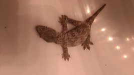 hatchling3.jpg