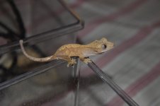 IMG_0375.jpg