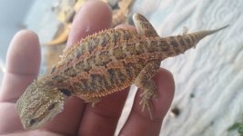 Coral Red Trans Poss Het for Hypo.jpg