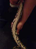 het pied male.jpg het pied male.jpg