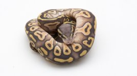 Black Pastave Hypo (4 of 6).jpg