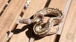 Black Pastave Hypo (2 of 4).jpg