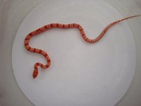 RO Female-a.jpg