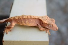 IMG_8698.jpg