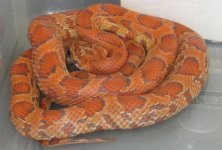sunkissed male II.jpg