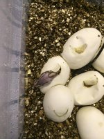 hatching.jpg