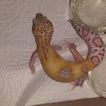 snow hypo.jpg