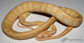 Albino Jag.jpg
