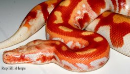 t-albino 2.jpg