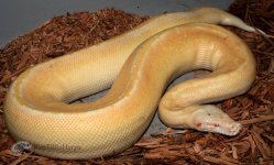 Albino Ivory.jpg