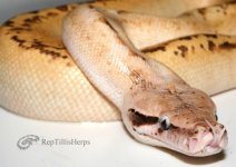 ivory.jpg