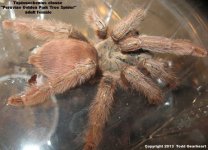 T.elanae(f)1.jpg