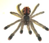 A.geroldijuv4.jpg.JPG