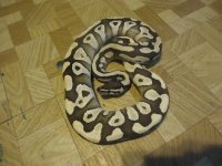 more snakes 019.jpg