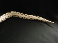 snakes 015.jpg