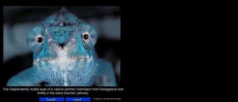 Dimijian Images panther chameleon.jpg