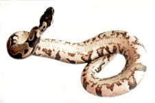 Axanthinc Yellow Belly.jpg