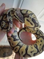 adult male super pastel4.jpg