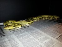 fstcitron2.jpg