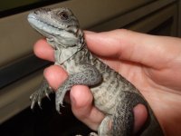 Rhinocerous-iguana.jpg