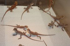IMG_1162.JPG
