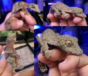 geckcollage.jpg