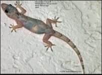 HouseGecko.jpg