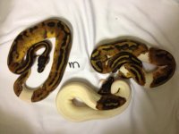 photo (13).JPG