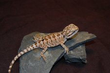 DSC_0026.jpg