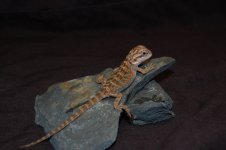 DSC_0012.jpg