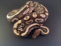 Mojave 4-9 2.jpg