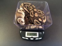 Mojave 4-9.jpg