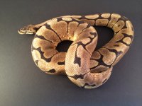 Spider 4-9.jpg
