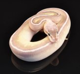 14' Pastel Soul Sucker Female 2.jpg