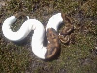 1.0 Pied 850g.jpg