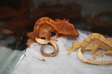 IMG_5075.jpg