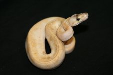 pastelchampagne435_f.JPG