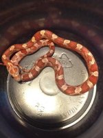 cornsnake.jpg
