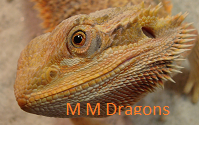 Banner.png