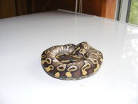 Mojave14.jpg