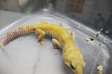 rainwater male.jpg