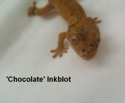 Inkblotbaby1.PNG